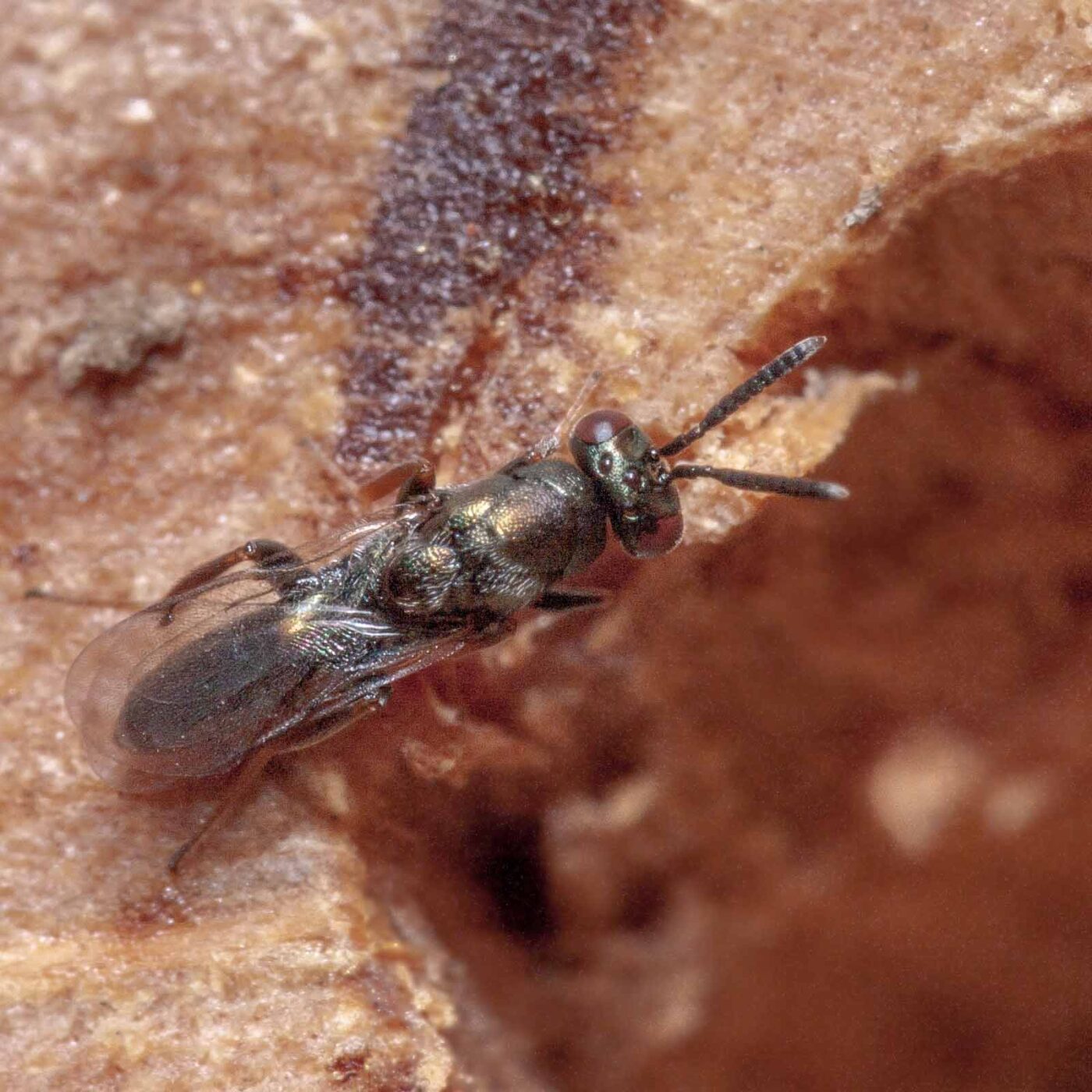 2020-06-13 - RE-Sidenzia auf'm BallKong