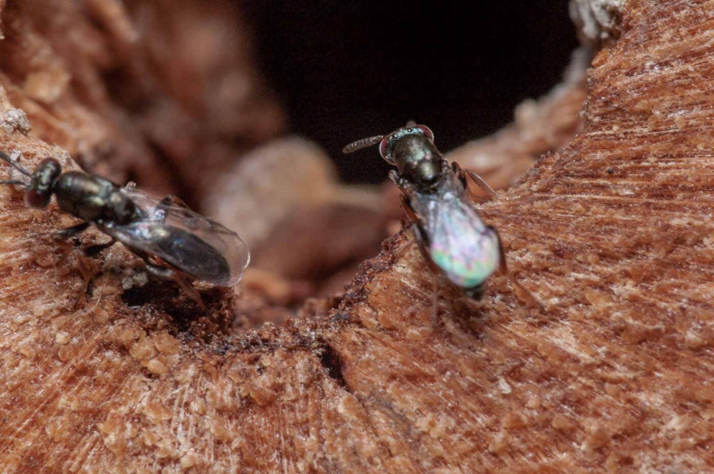 2020-06-13 - RE-Sidenzia auf'm BallKong