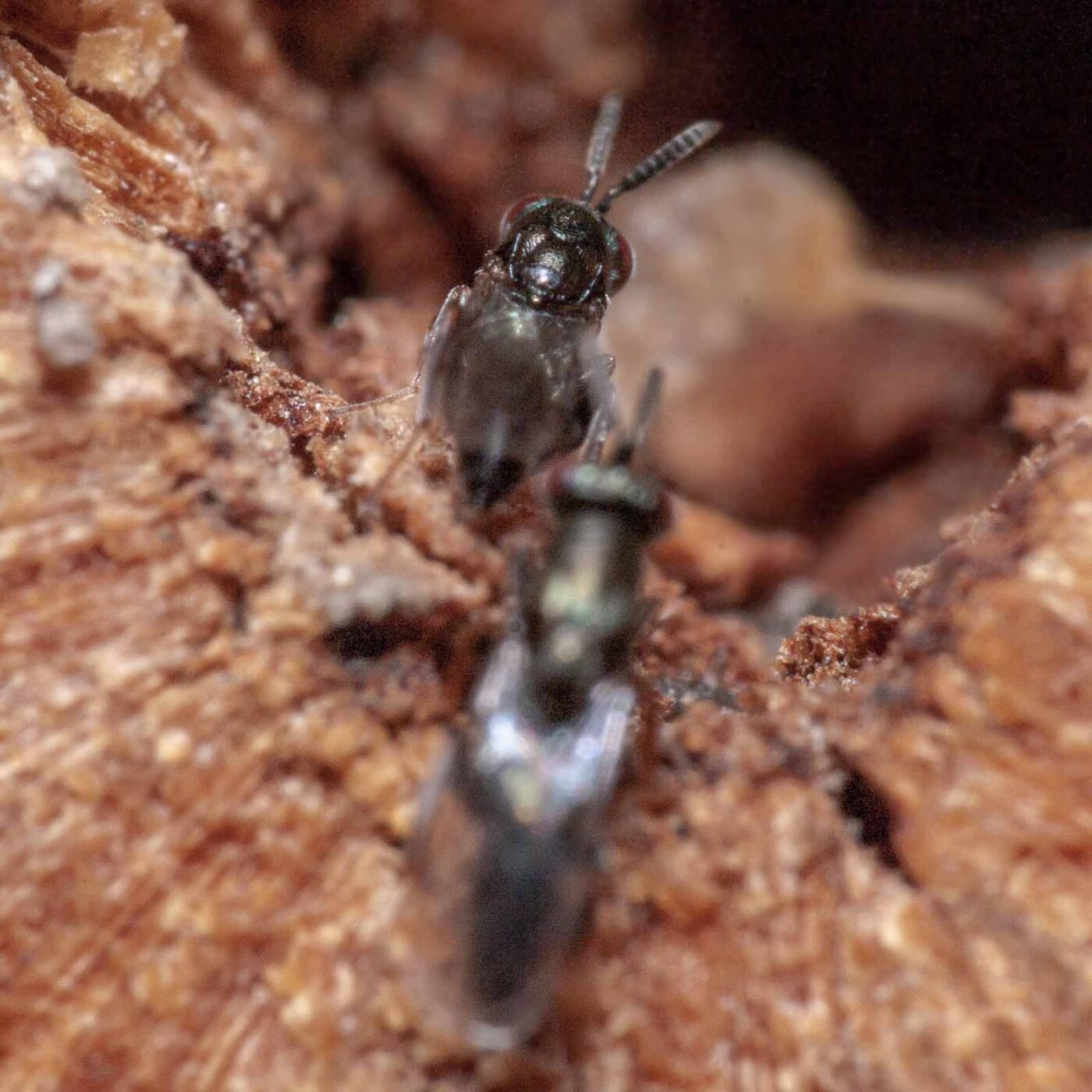 2020-06-13 - RE-Sidenzia auf'm BallKong