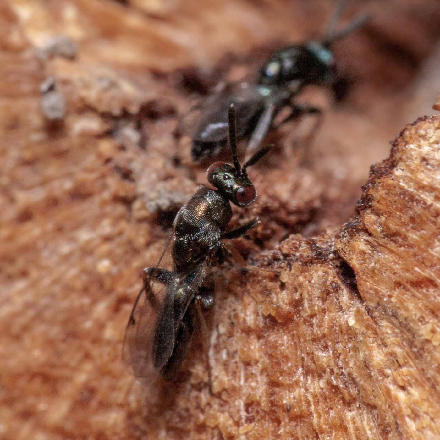 2020-06-13 - RE-Sidenzia auf'm BallKong