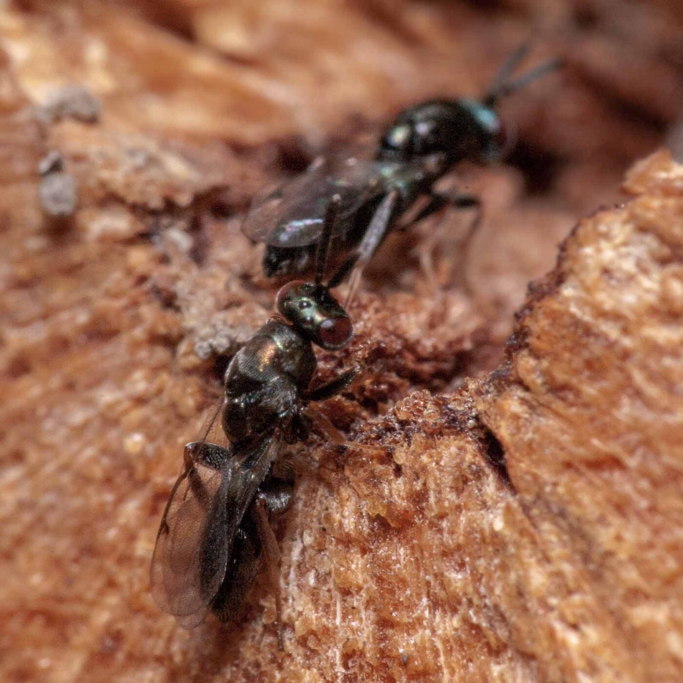 2020-06-13 - RE-Sidenzia auf'm BallKong