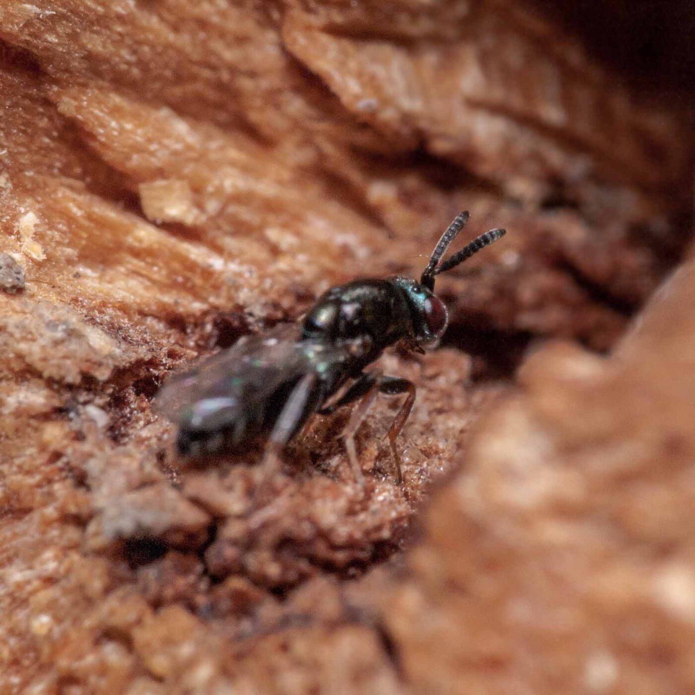 2020-06-13 - RE-Sidenzia auf'm BallKong