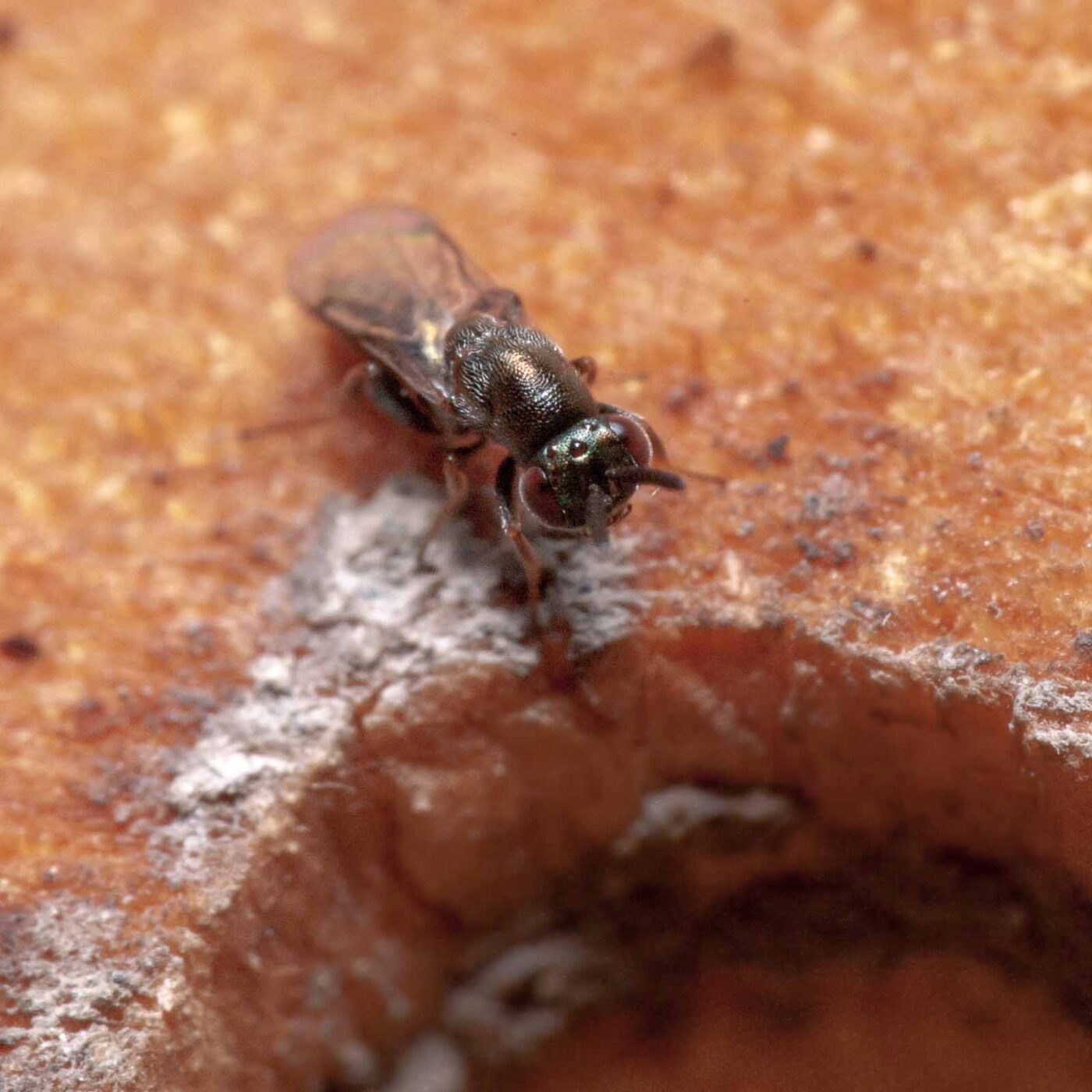 2020-06-13 - RE-Sidenzia auf'm BallKong