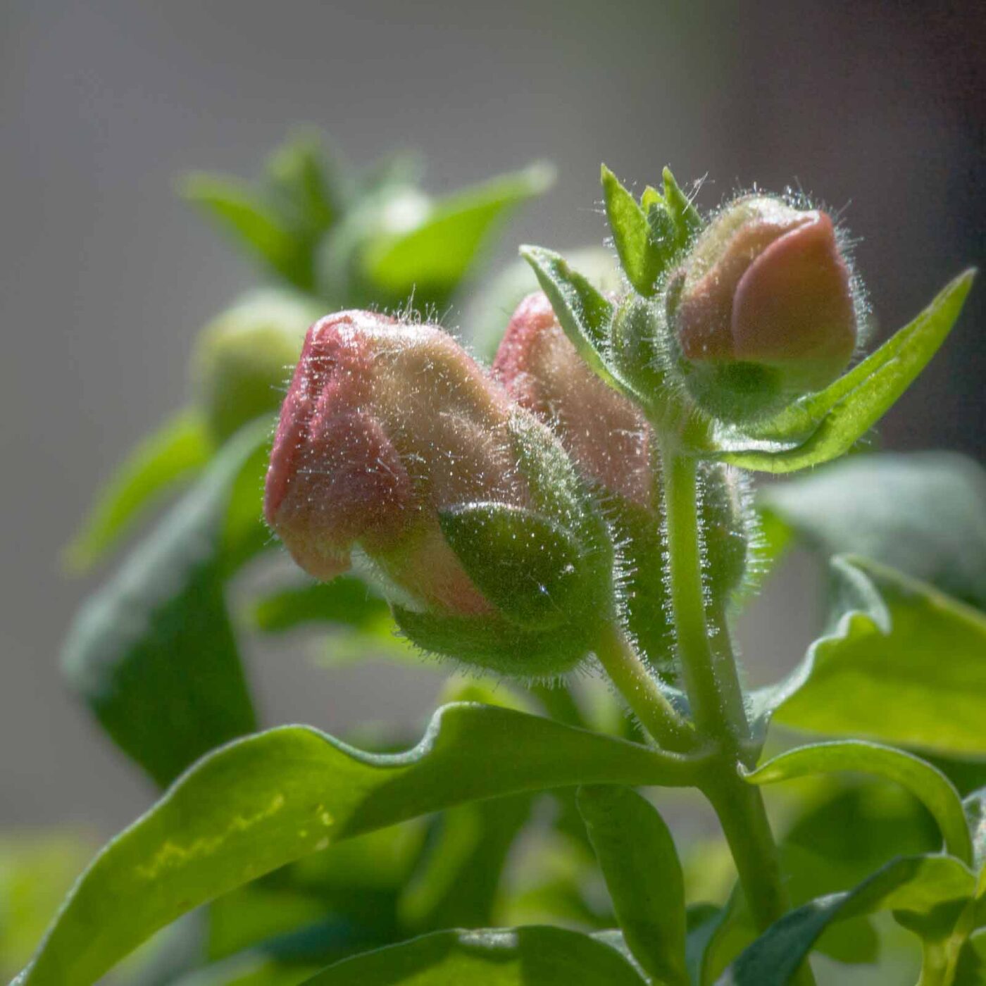 2020-07-23 - RE-Sidenzia auf'm BallKong