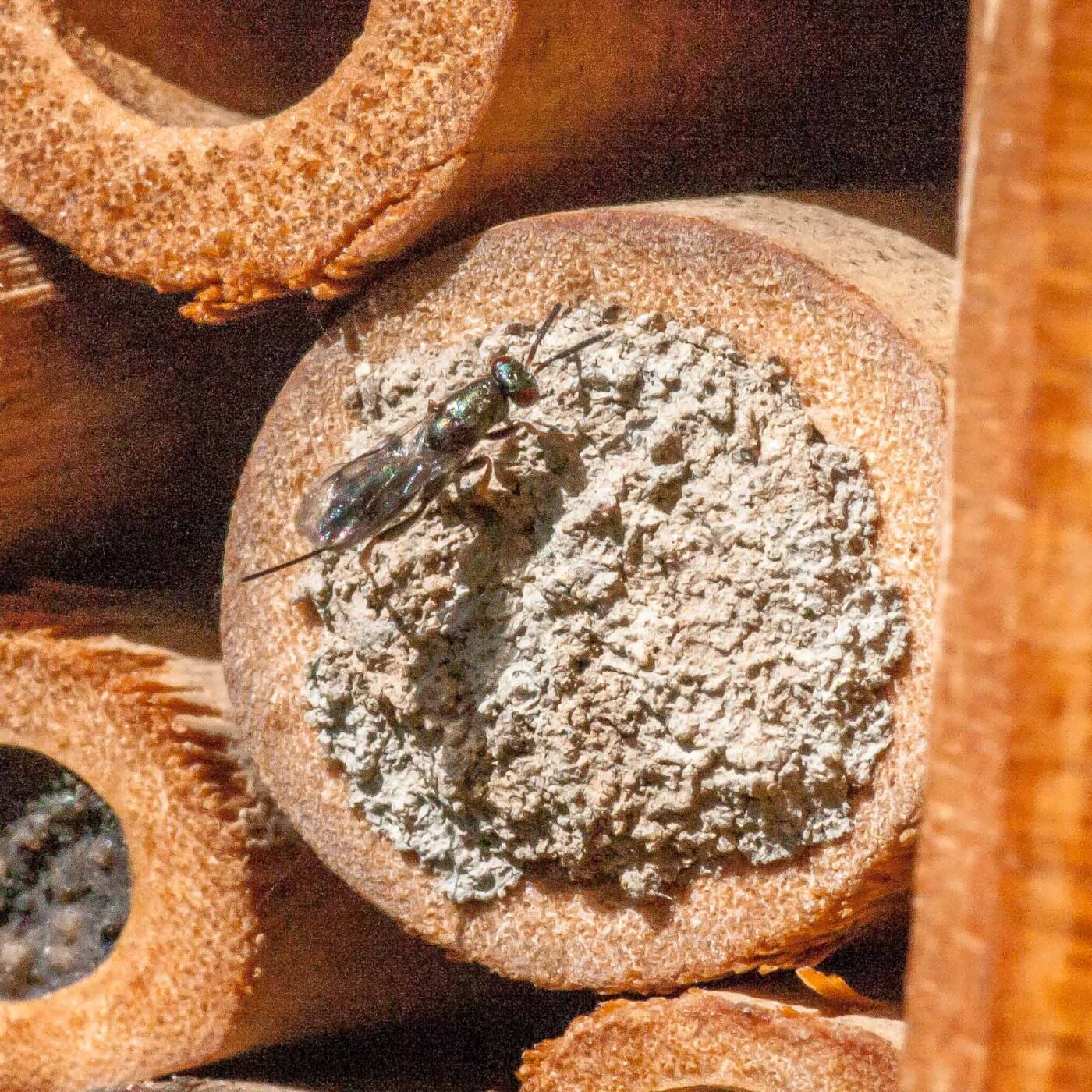 2020-07-23 - RE-Sidenzia auf'm BallKong