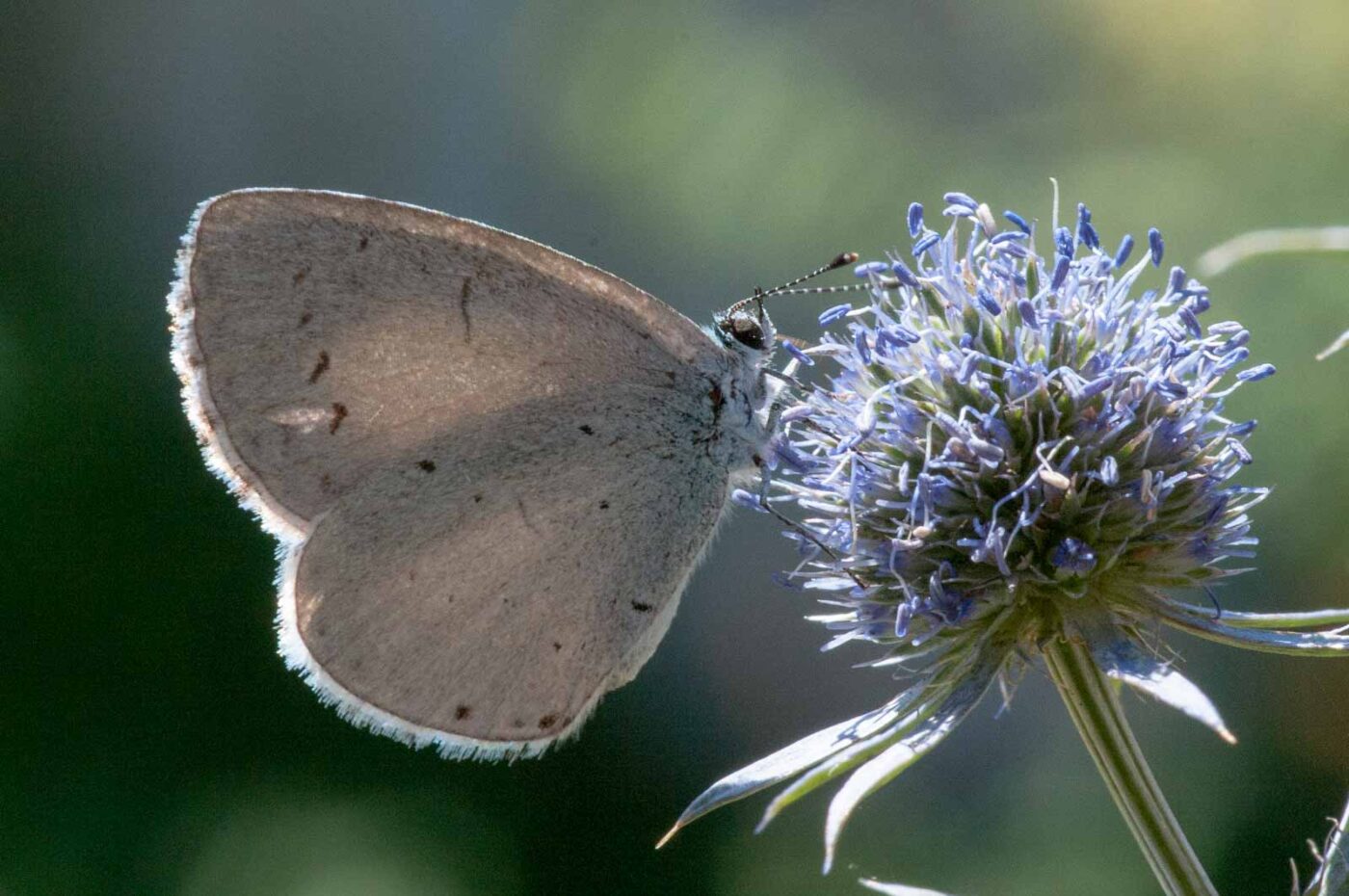 2020-07-23 - RE-Sidenzia auf'm BallKong