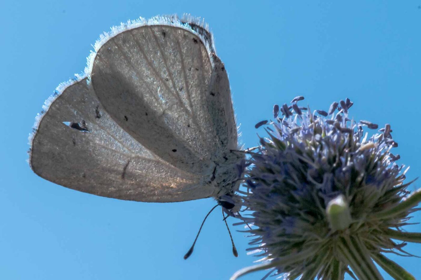 2020-07-23 - RE-Sidenzia auf'm BallKong