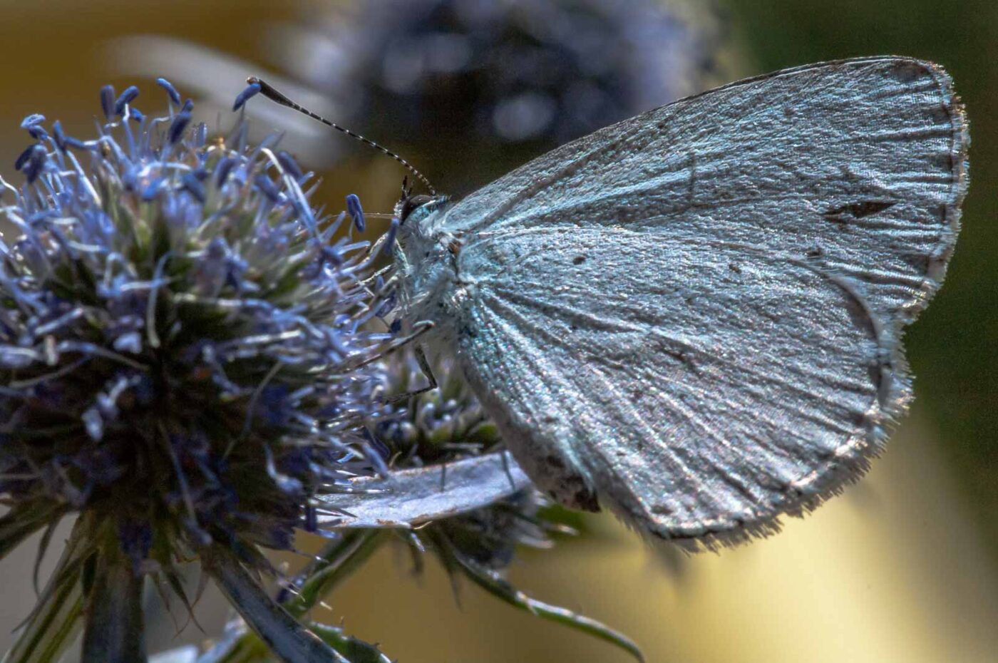 2020-07-23 - RE-Sidenzia auf'm BallKong