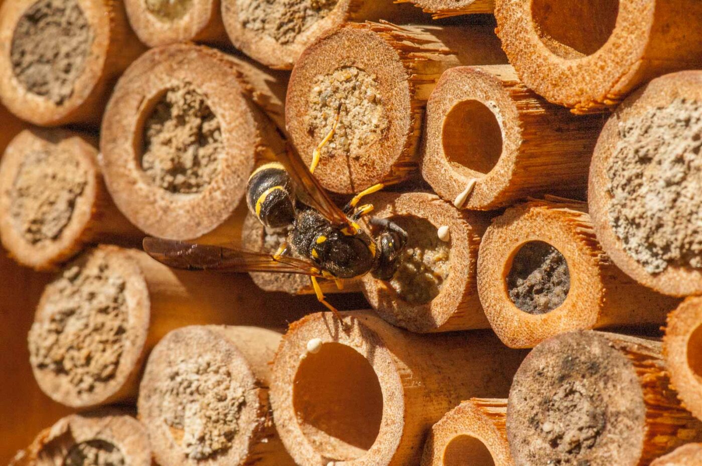 2020-07-23 - RE-Sidenzia auf'm BallKong