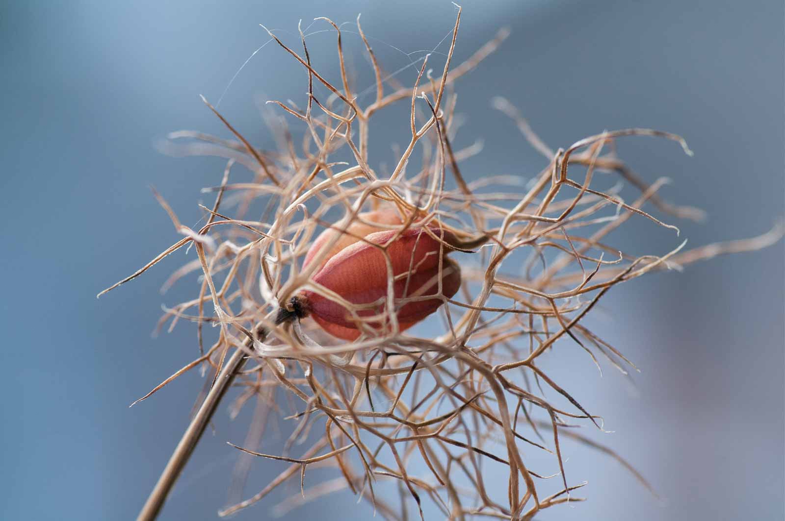 °jungfer im grünen°