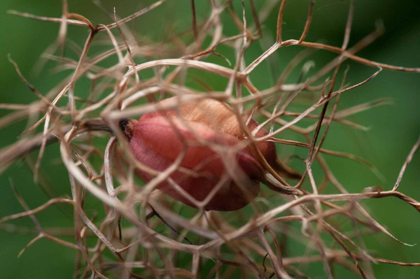 2020-08-16 - RE-Sidenzia auf'm BallKong