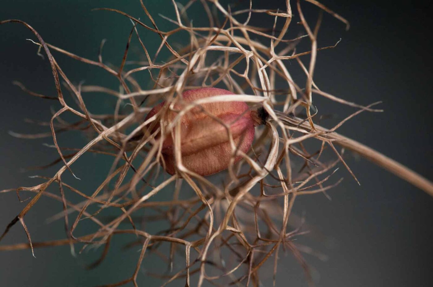 2020-08-16 - RE-Sidenzia auf'm BallKong