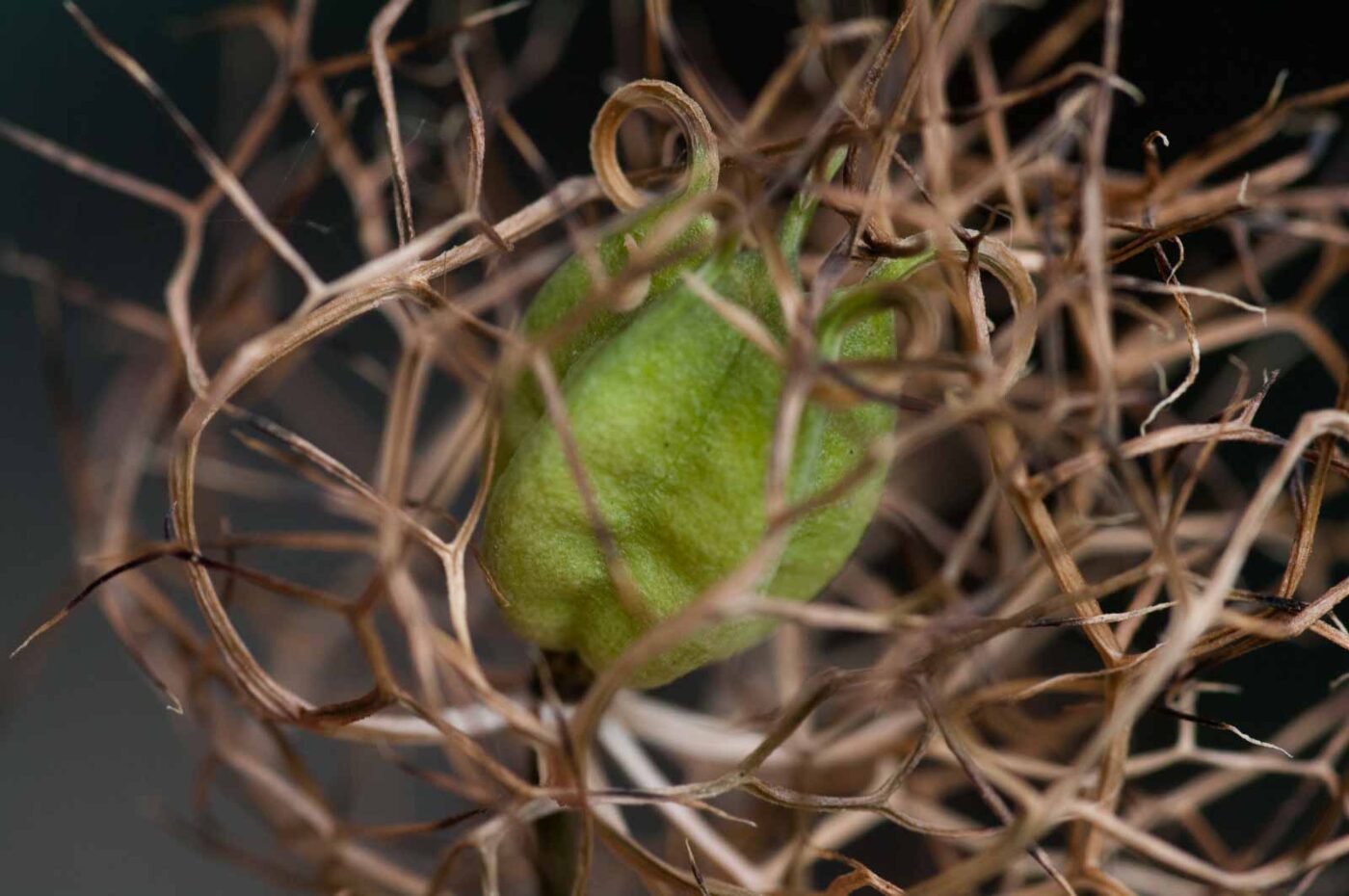 2020-08-16 - RE-Sidenzia auf'm BallKong
