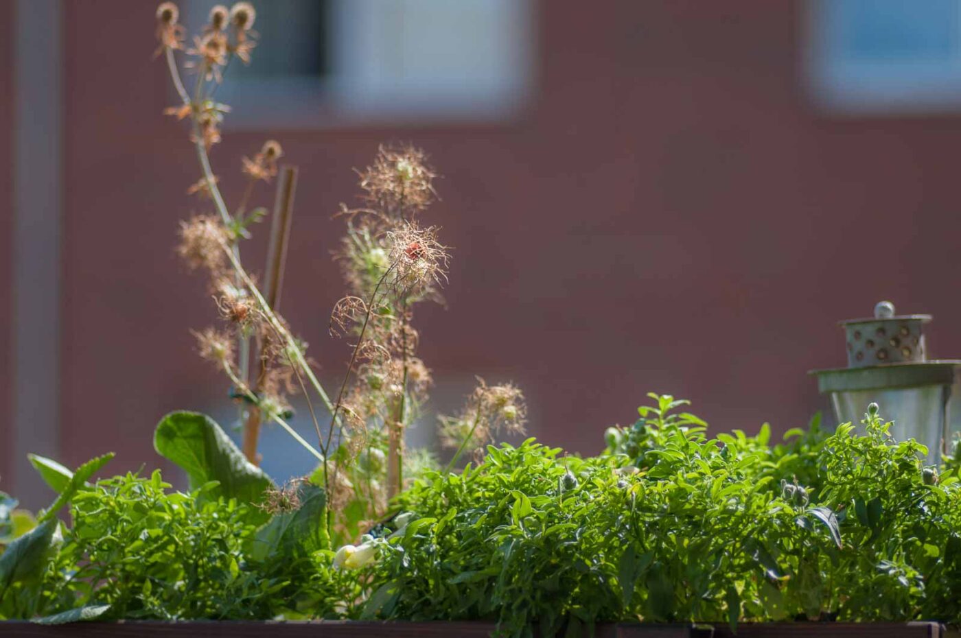 2020-08-16 - RE-Sidenzia auf'm BallKong