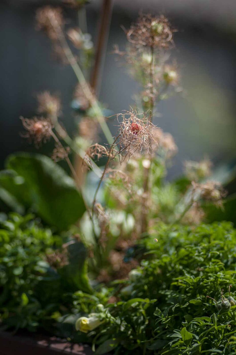 2020-08-16 - RE-Sidenzia auf'm BallKong