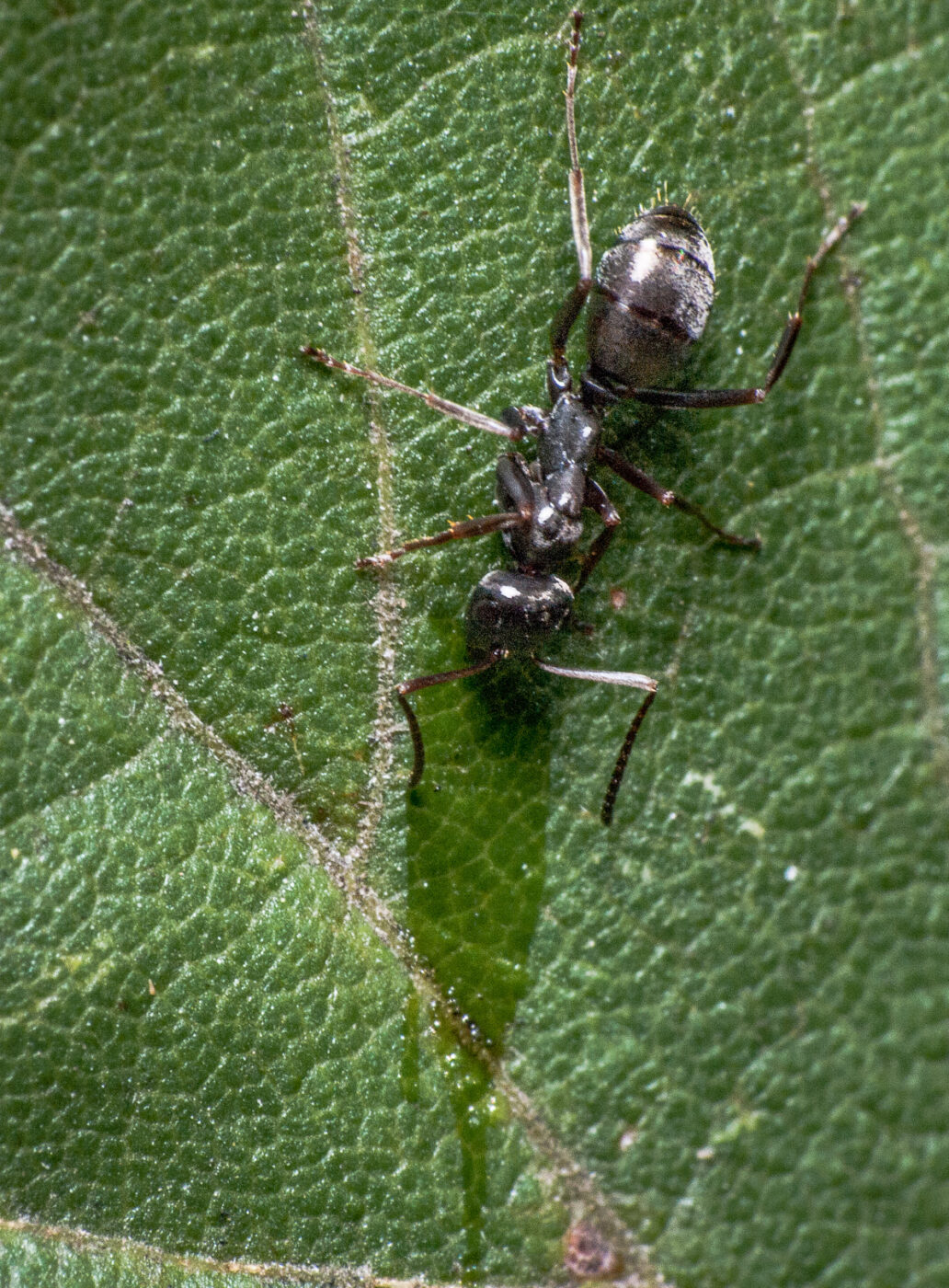 2020-0-18 - NSG Hürfeldhalde Dorsten