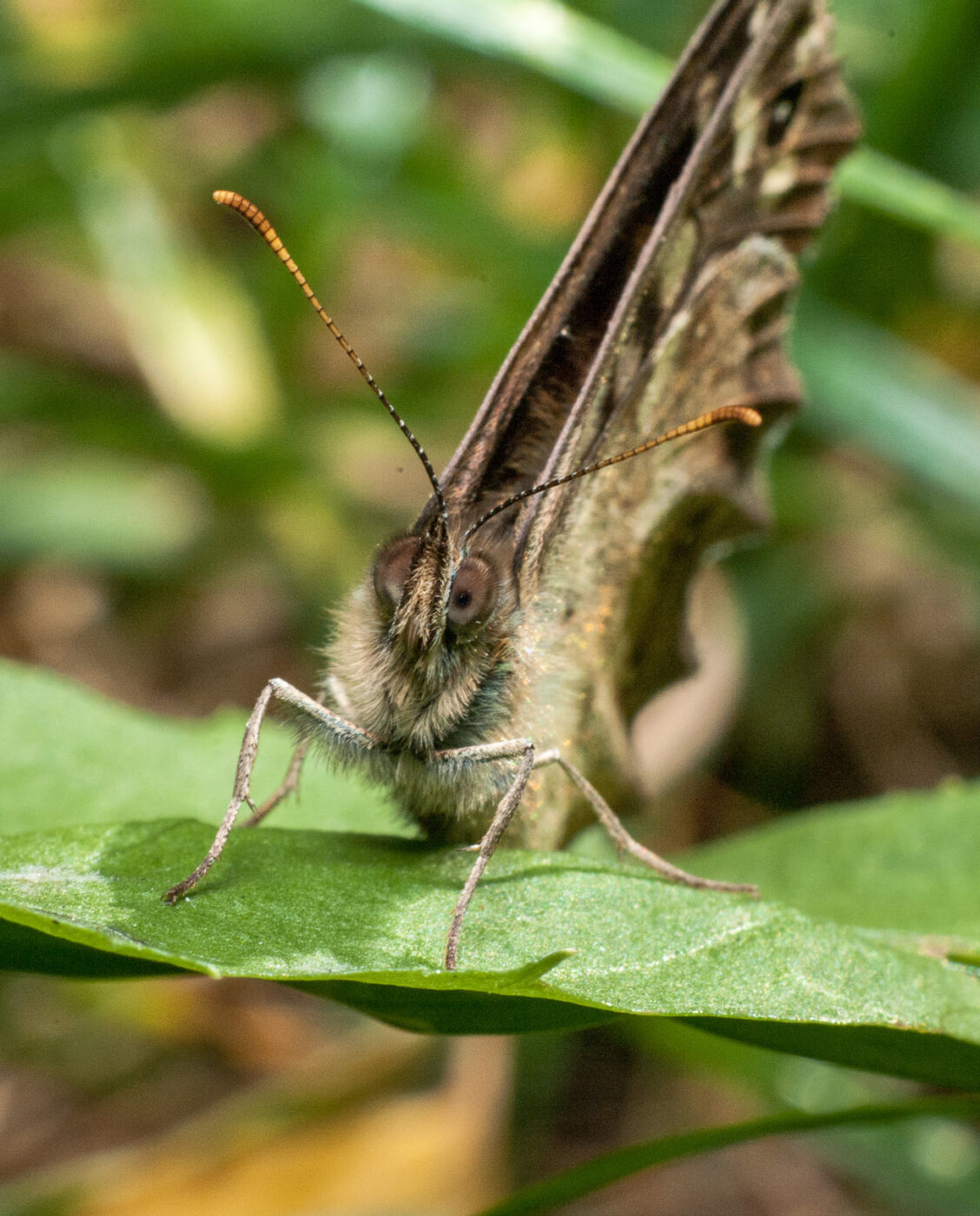 2020-0-18 - NSG Hürfeldhalde Dorsten