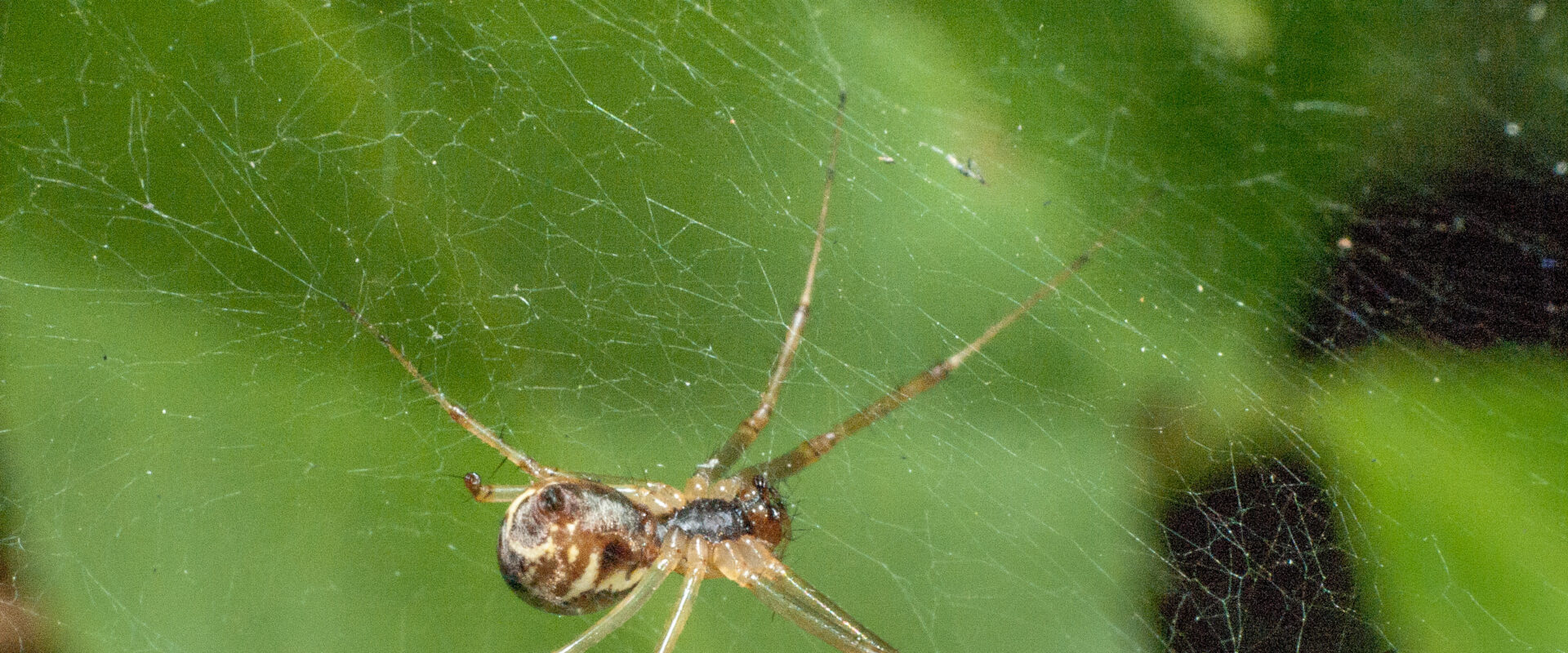 °waldbaldachinspinne°