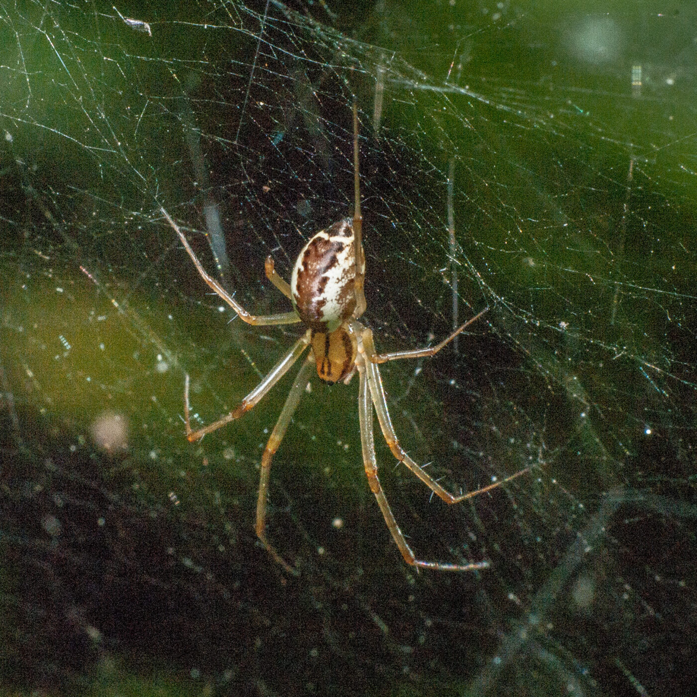 2020-0-18 - NSG Hürfeldhalde Dorsten