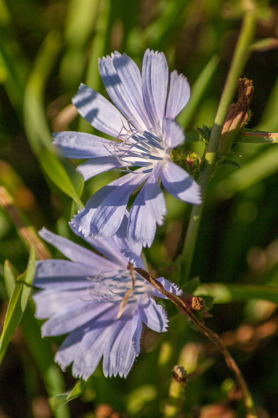 2020-0-18 - NSG Hürfeldhalde Dorsten