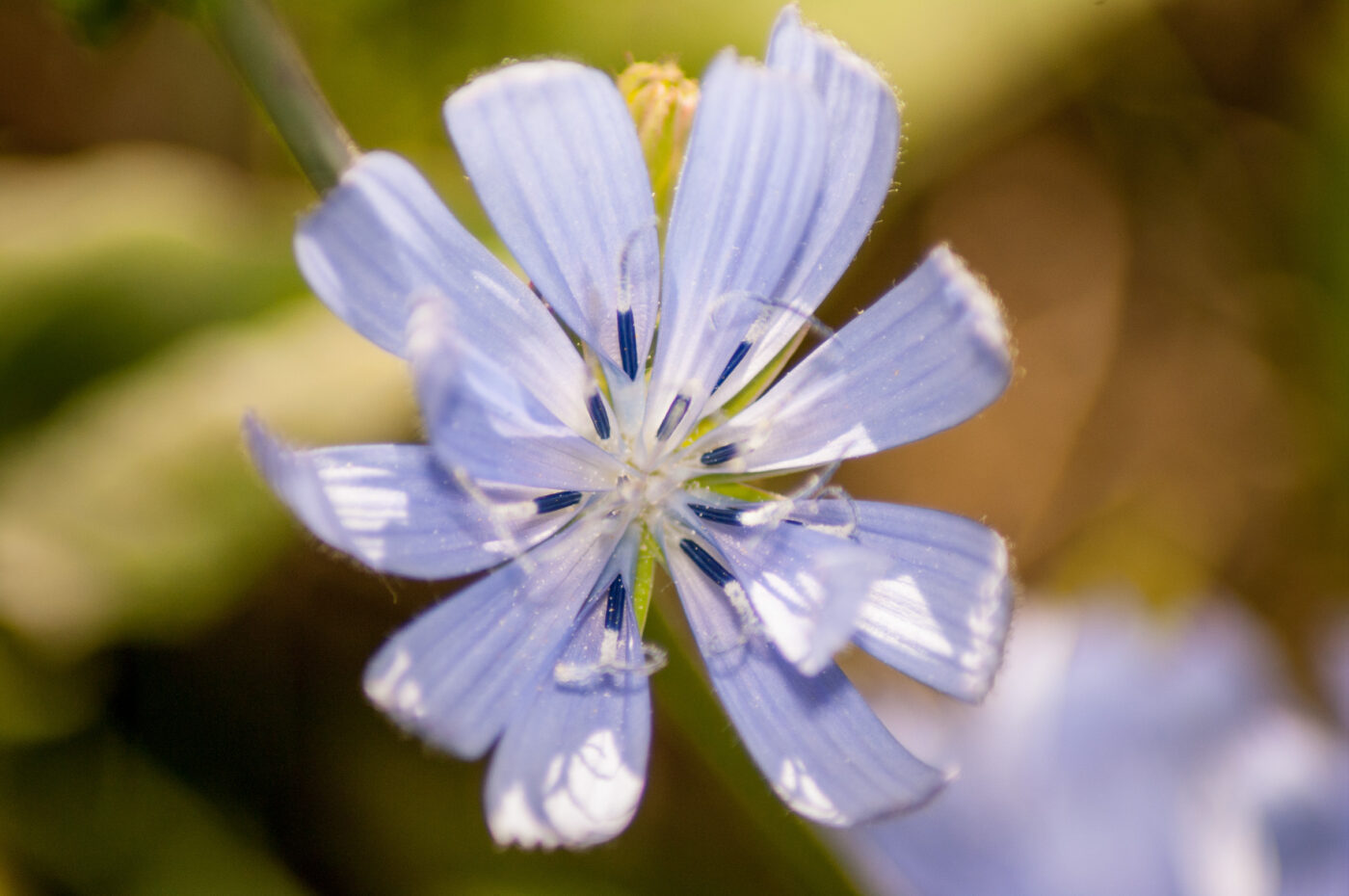 2020-0-18 - NSG Hürfeldhalde Dorsten