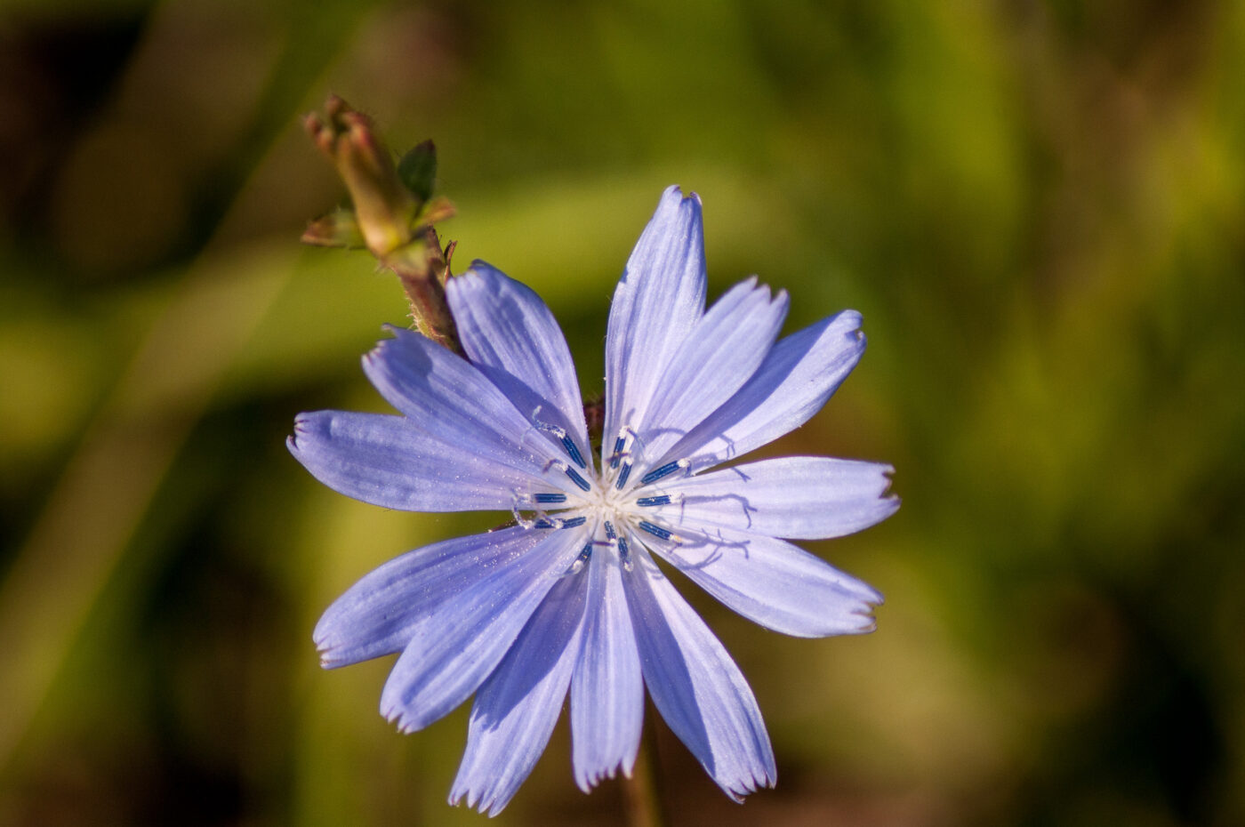 2020-0-18 - NSG Hürfeldhalde Dorsten