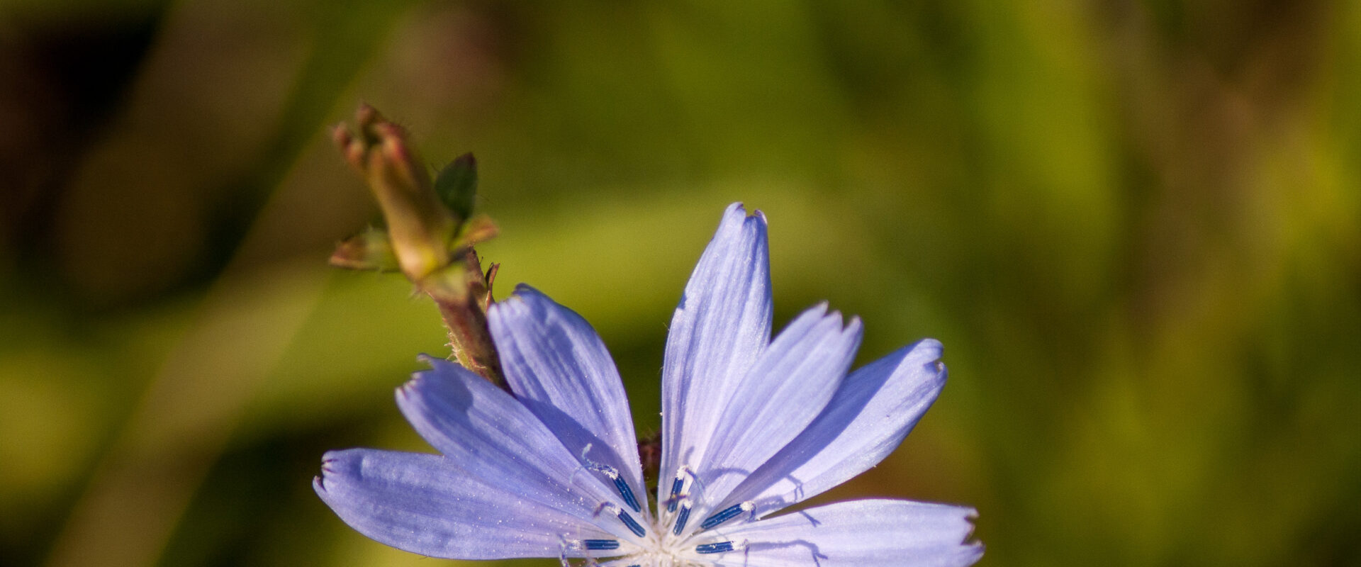 °gewöhnliche wegwarte°