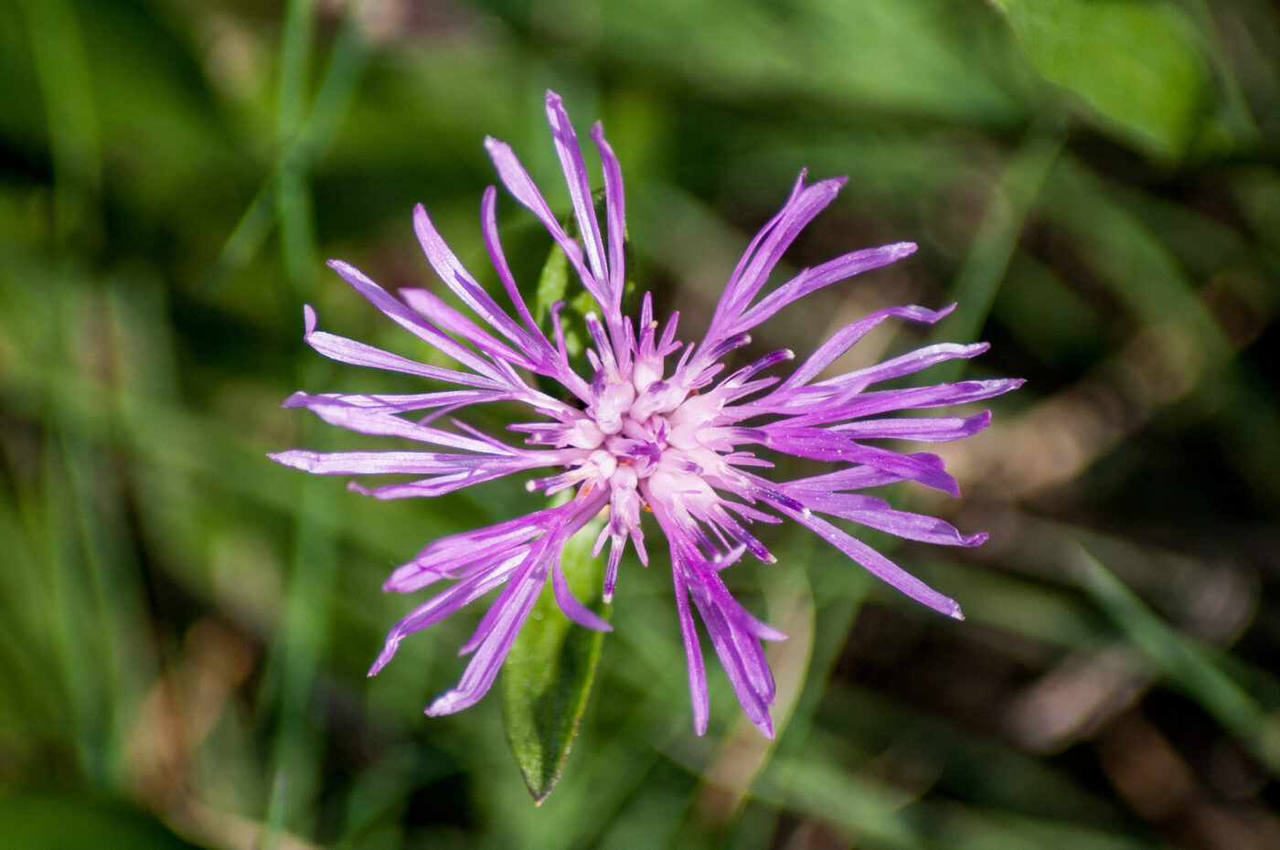 2020-0-18 - NSG Hürfeldhalde Dorsten