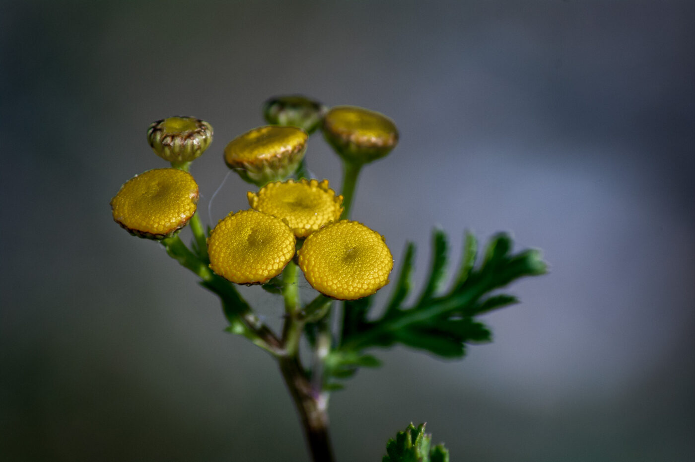 2020-0-18 - NSG Hürfeldhalde Dorsten