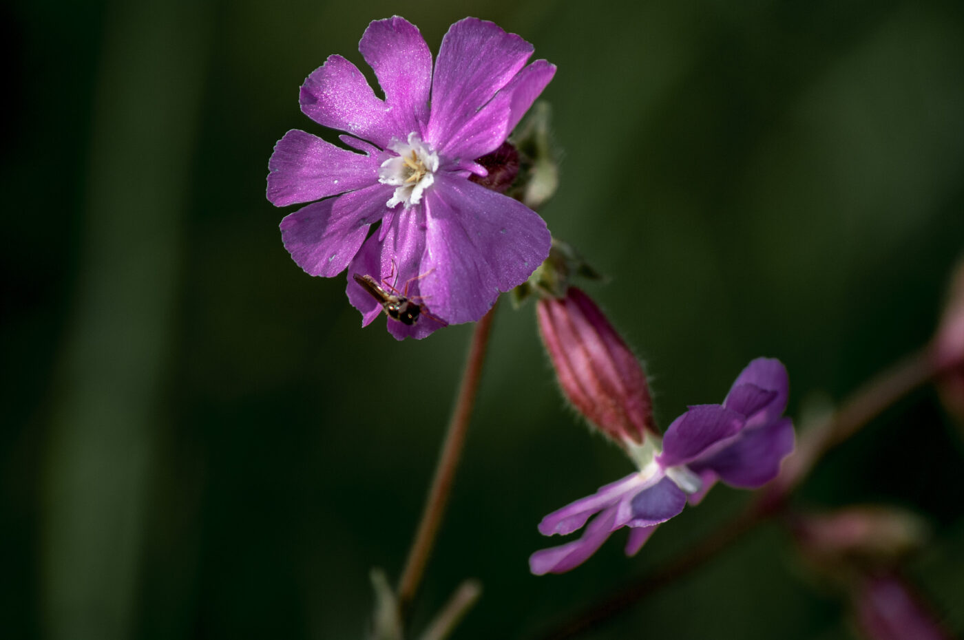 2020-0-18 - NSG Hürfeldhalde Dorsten