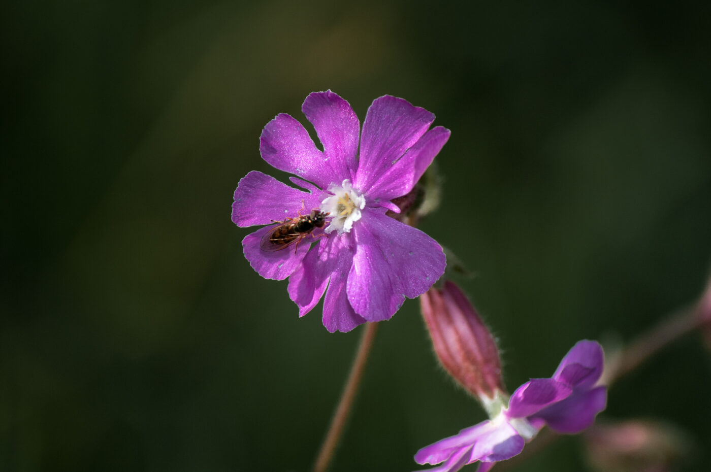 2020-0-18 - NSG Hürfeldhalde Dorsten