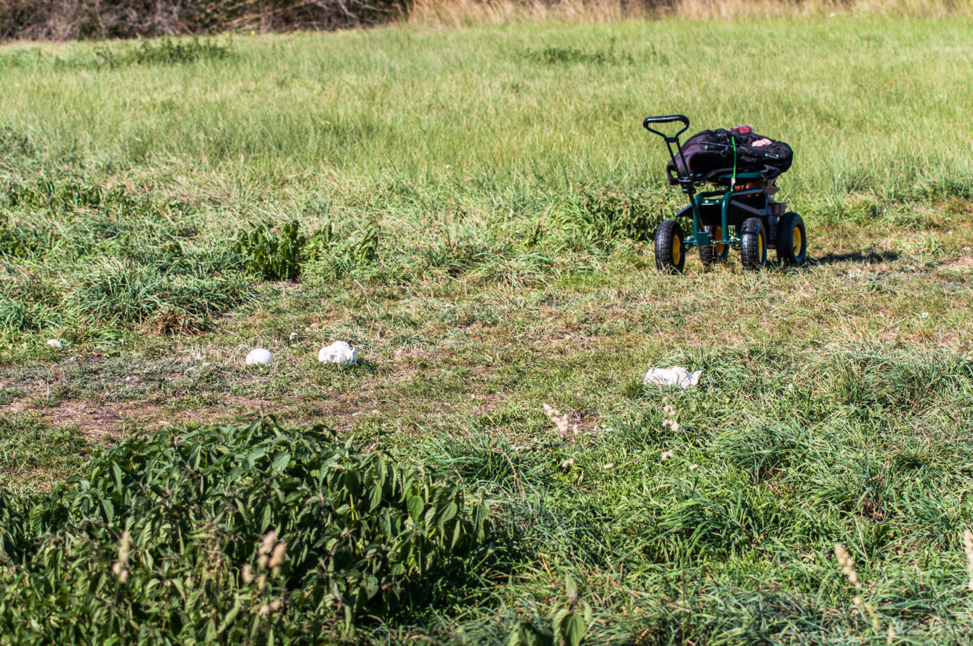 2020-0-18 - NSG Hürfeldhalde Dorsten