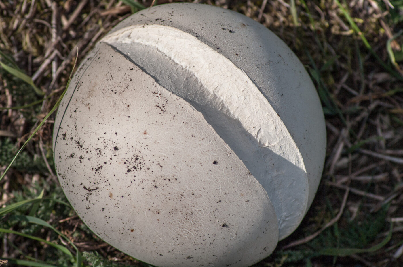 2020-0-18 - NSG Hürfeldhalde Dorsten