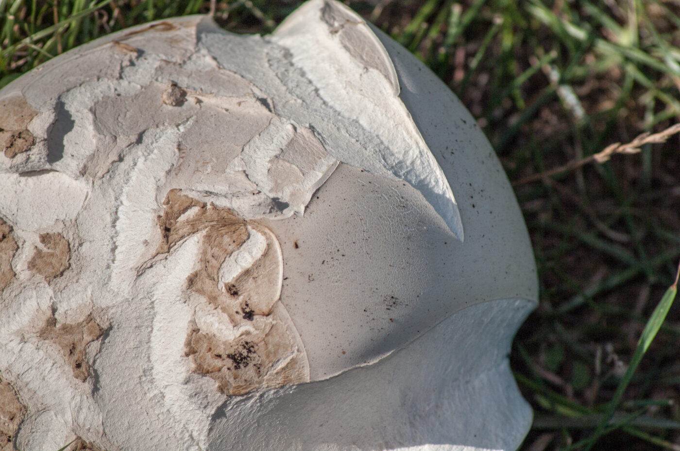 2020-0-18 - NSG Hürfeldhalde Dorsten