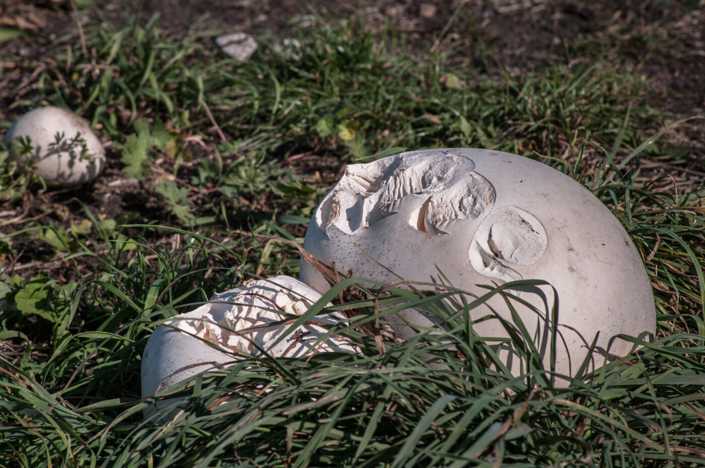 2020-0-18 - NSG Hürfeldhalde Dorsten