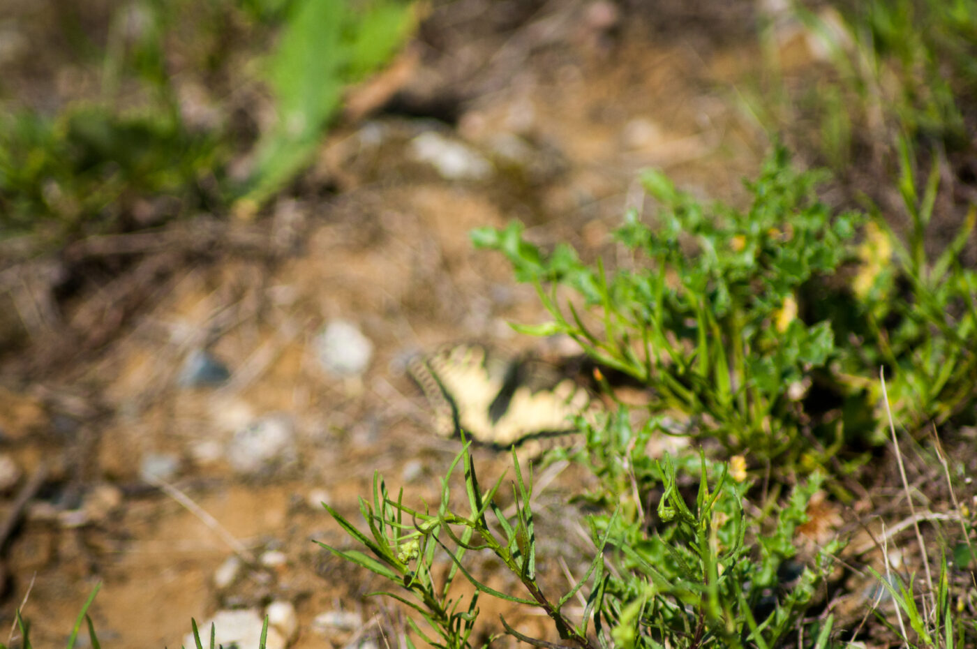 2020-0-18 - NSG Hürfeldhalde Dorsten