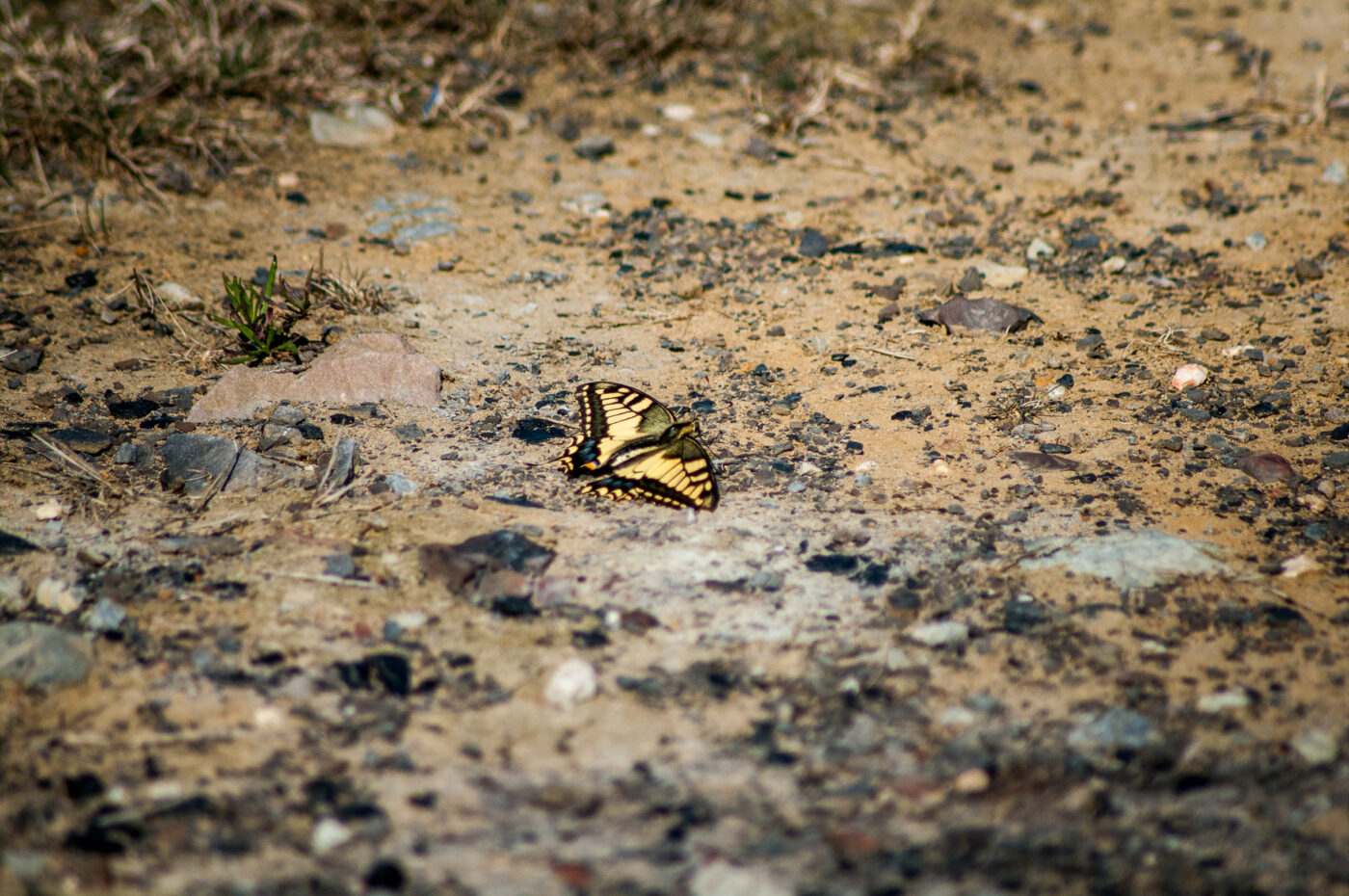 2020-0-18 - NSG Hürfeldhalde Dorsten