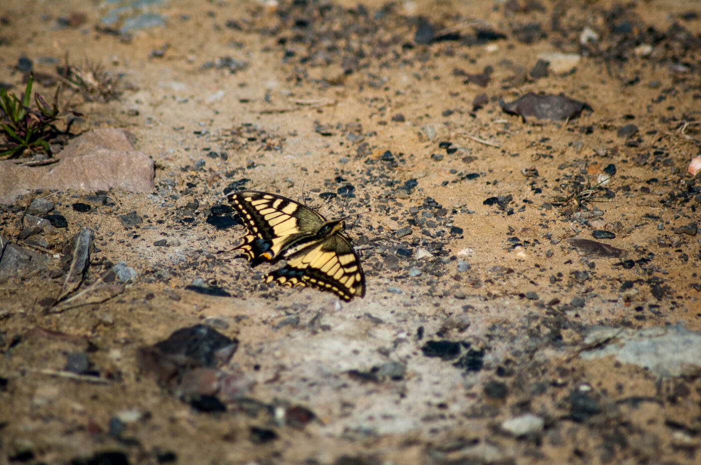 2020-0-18 - NSG Hürfeldhalde Dorsten