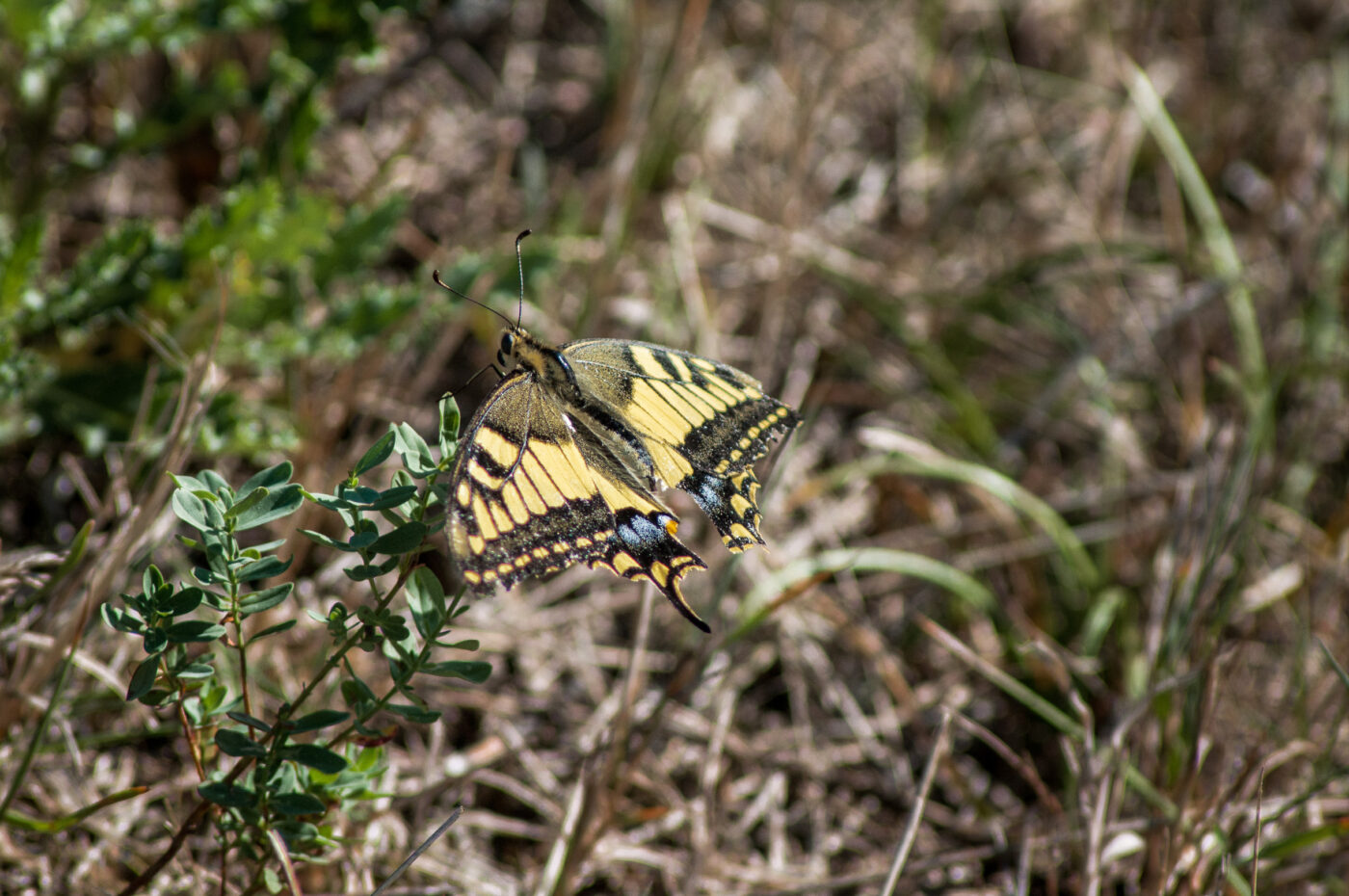 2020-0-18 - NSG Hürfeldhalde Dorsten