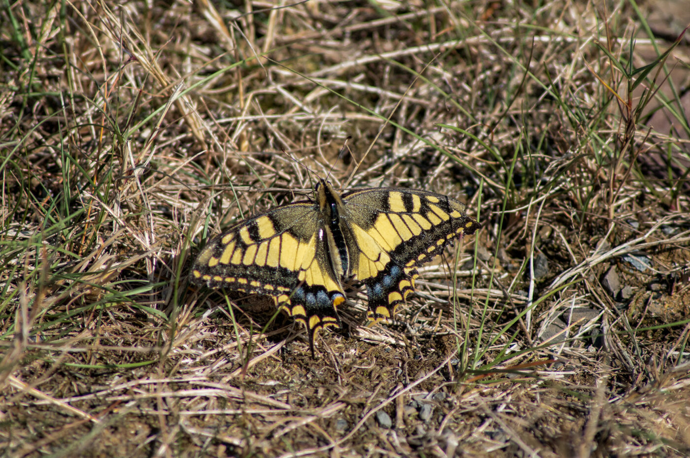 2020-0-18 - NSG Hürfeldhalde Dorsten