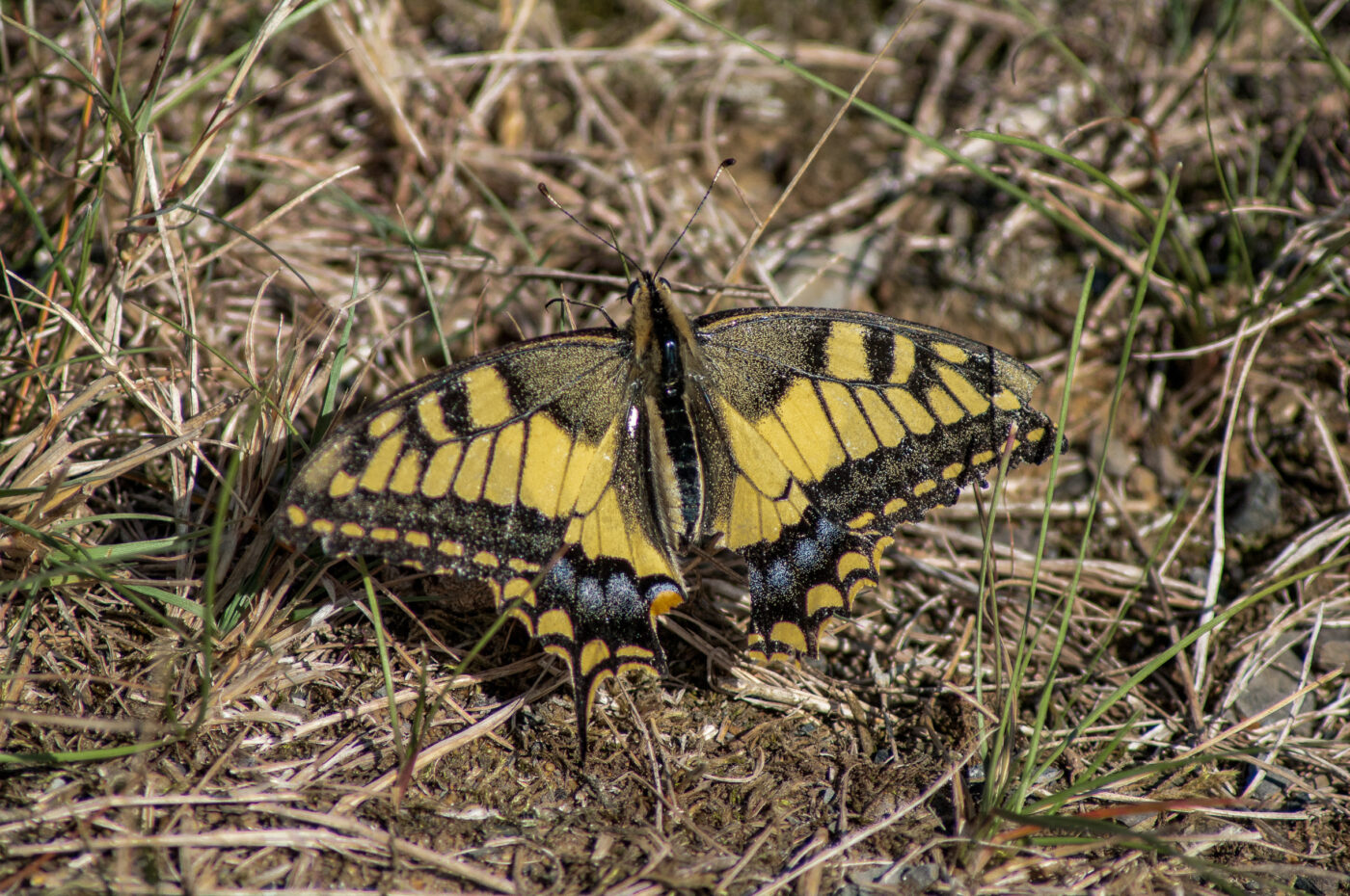 2020-0-18 - NSG Hürfeldhalde Dorsten