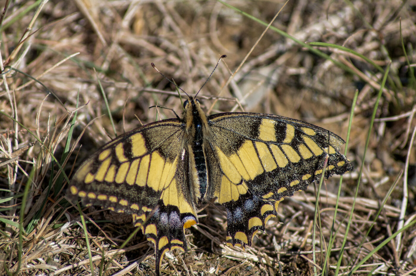 2020-0-18 - NSG Hürfeldhalde Dorsten
