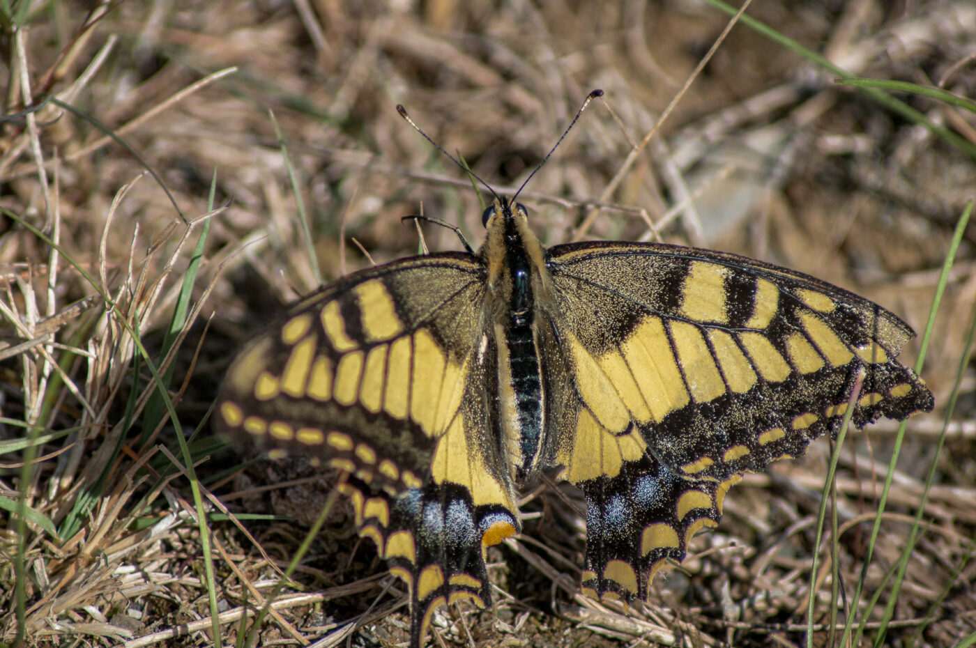 2020-0-18 - NSG Hürfeldhalde Dorsten