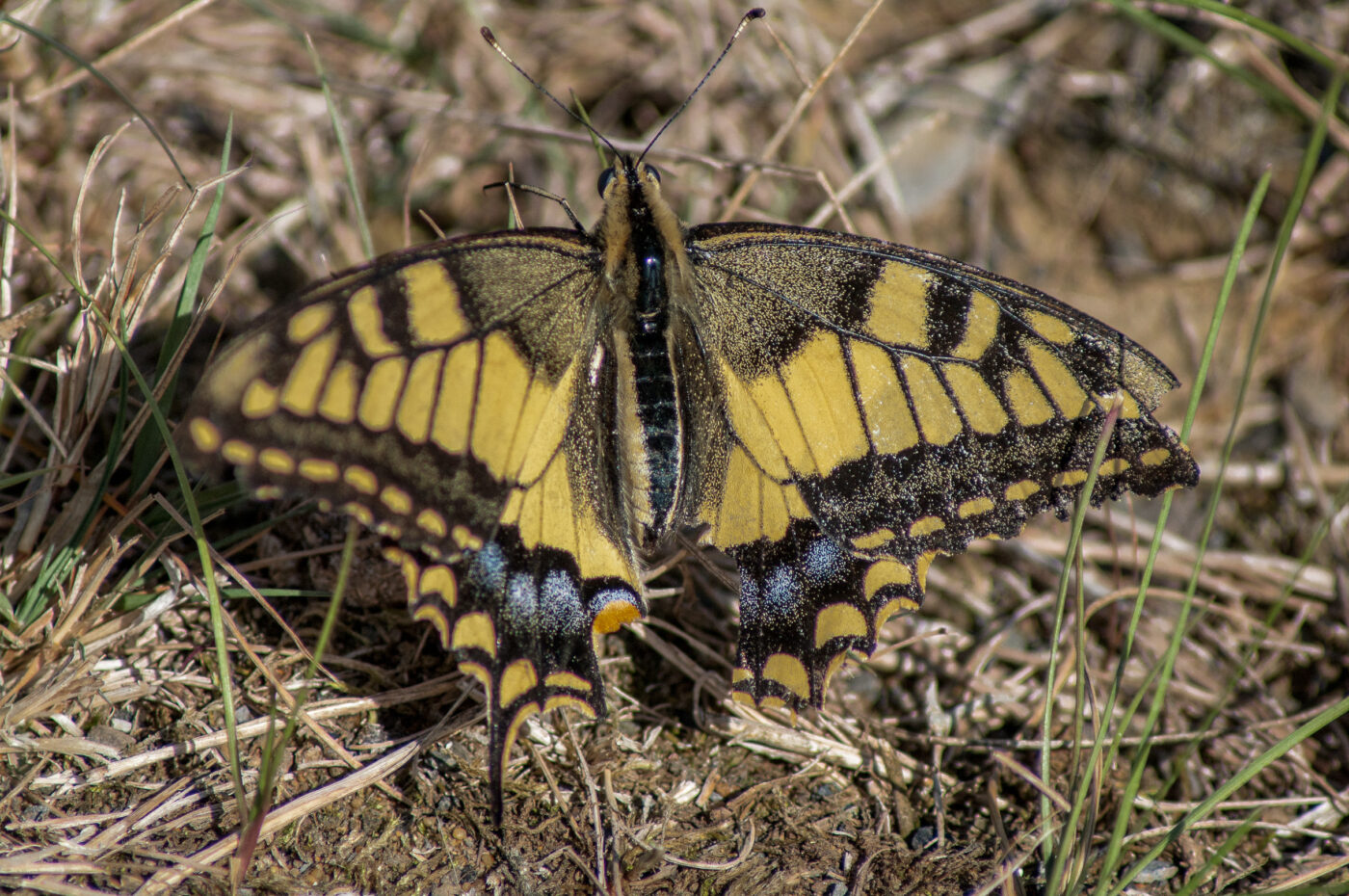 2020-0-18 - NSG Hürfeldhalde Dorsten