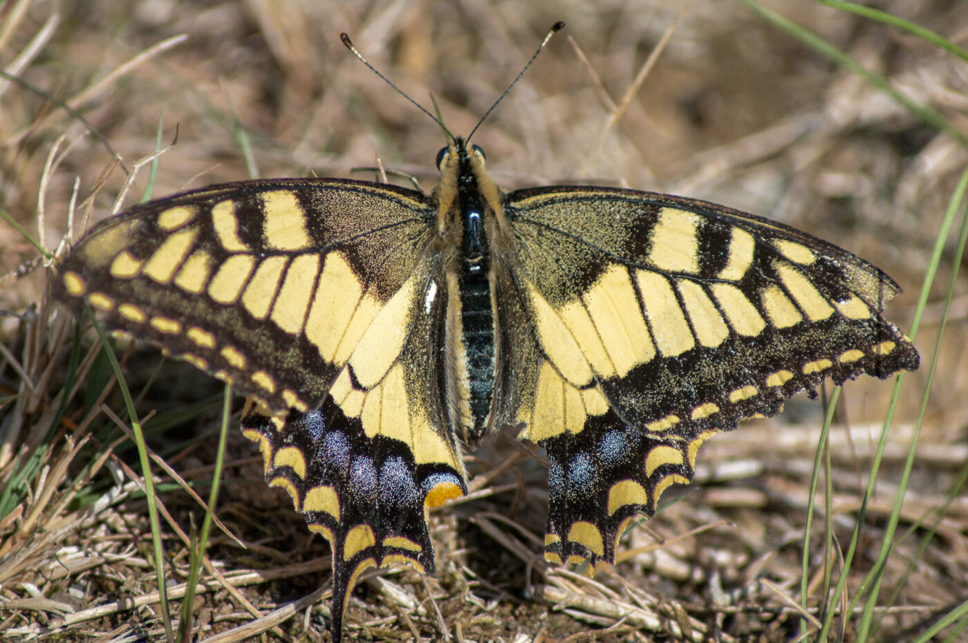2020-0-18 - NSG Hürfeldhalde Dorsten