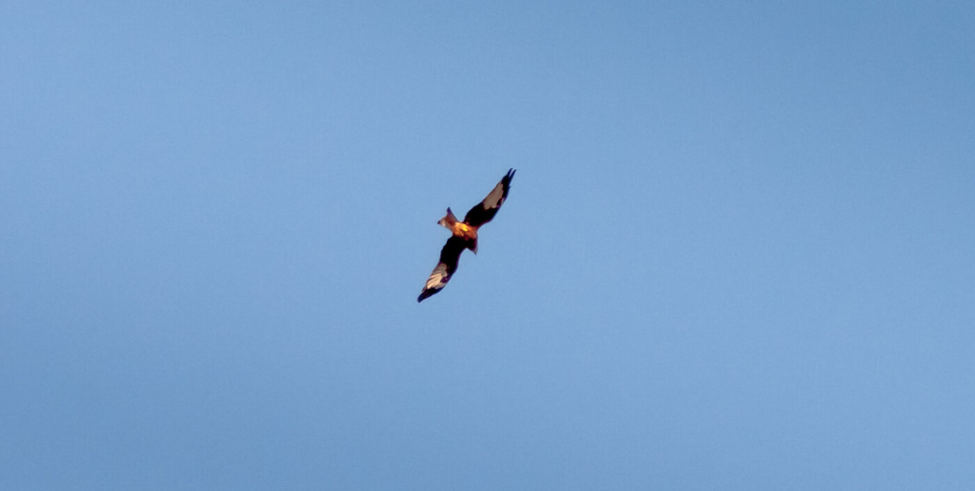 2020-0-18 - NSG Hürfeldhalde Dorsten