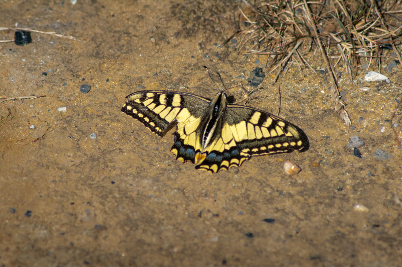 2020-0-18 - NSG Hürfeldhalde Dorsten