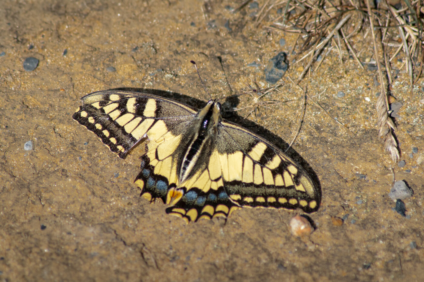 2020-0-18 - NSG Hürfeldhalde Dorsten