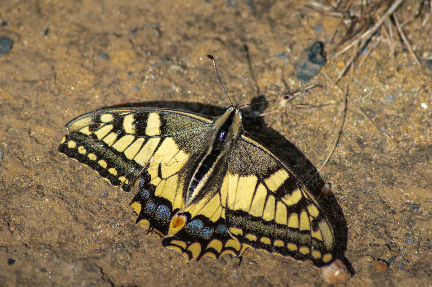 2020-0-18 - NSG Hürfeldhalde Dorsten
