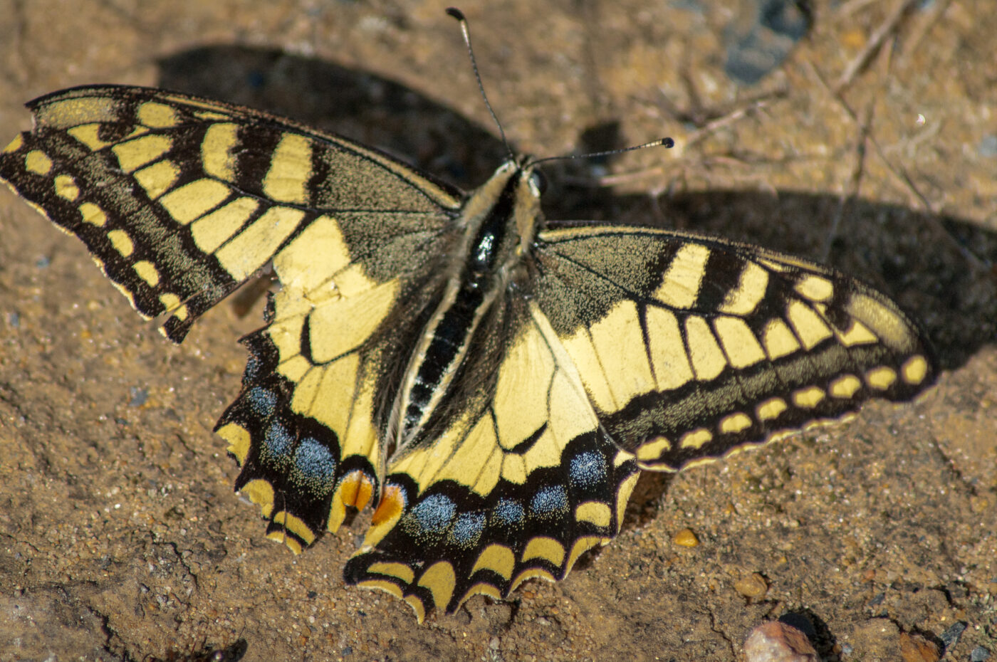 2020-0-18 - NSG Hürfeldhalde Dorsten
